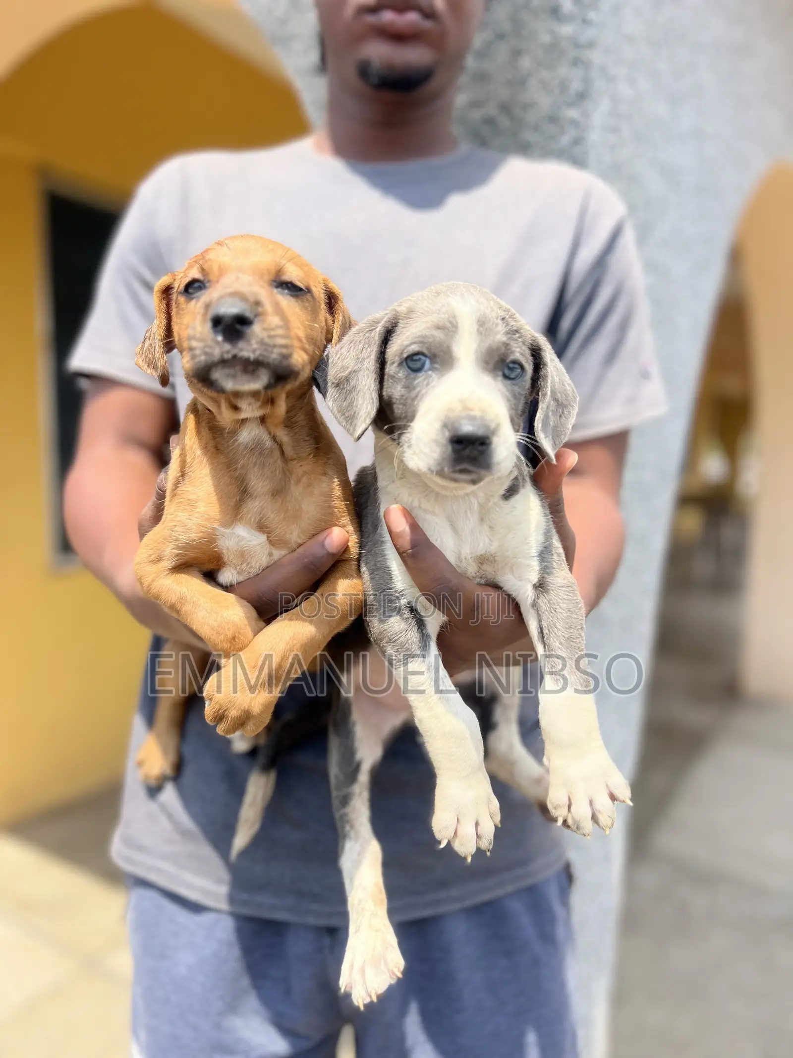 1-3 months Male Purebred American Pit Bull Terrier