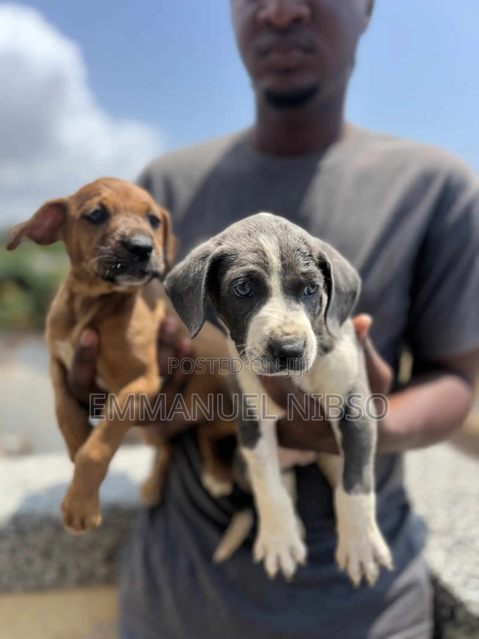 1-3 months Male Purebred American Pit Bull Terrier