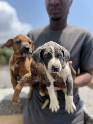 1-3 months Male Purebred American Pit Bull Terrier