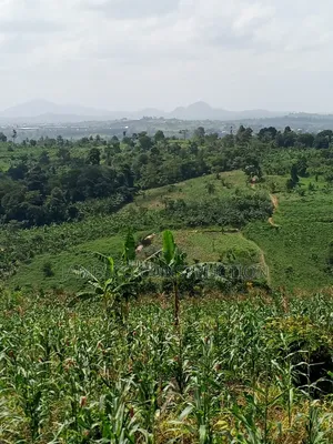 Farmland for Sale at Asuboi