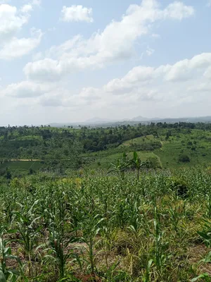 Farmland for Sale at Asuboi