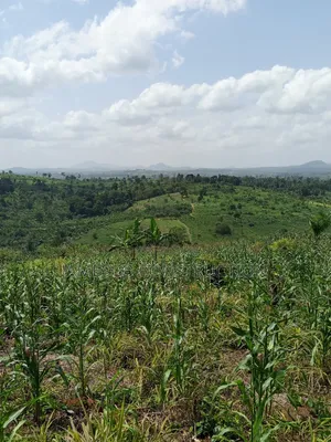 Farmland for Sale at Asuboi