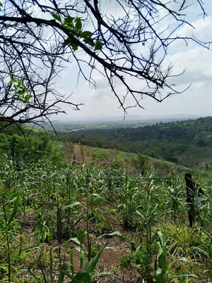Farmland for Sale at Asuboi
