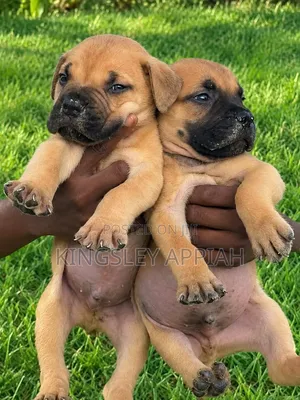 1-3 months Female Purebred Boerboel