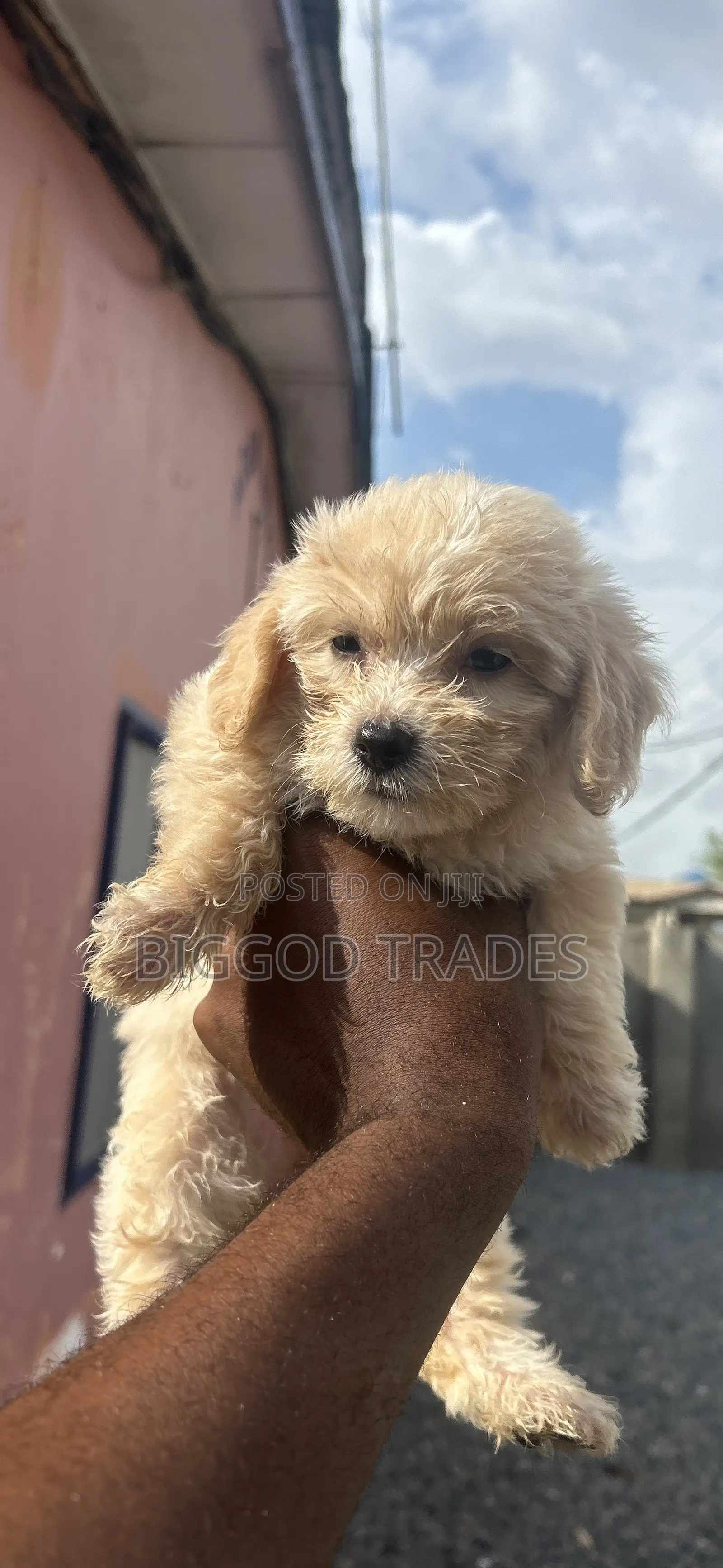 1-3 months Female Purebred Maltipoo