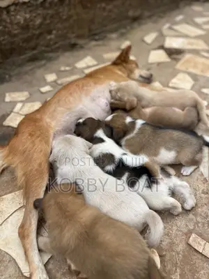 1-3 months Female Mixed Breed Mongrel (No Breed)