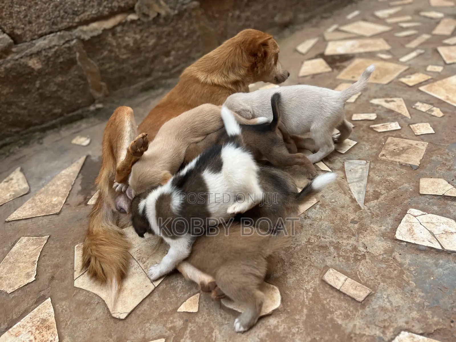 1-3 months Female Mixed Breed Mongrel (No Breed)