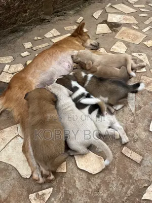 1-3 months Female Mixed Breed Mongrel (No Breed)