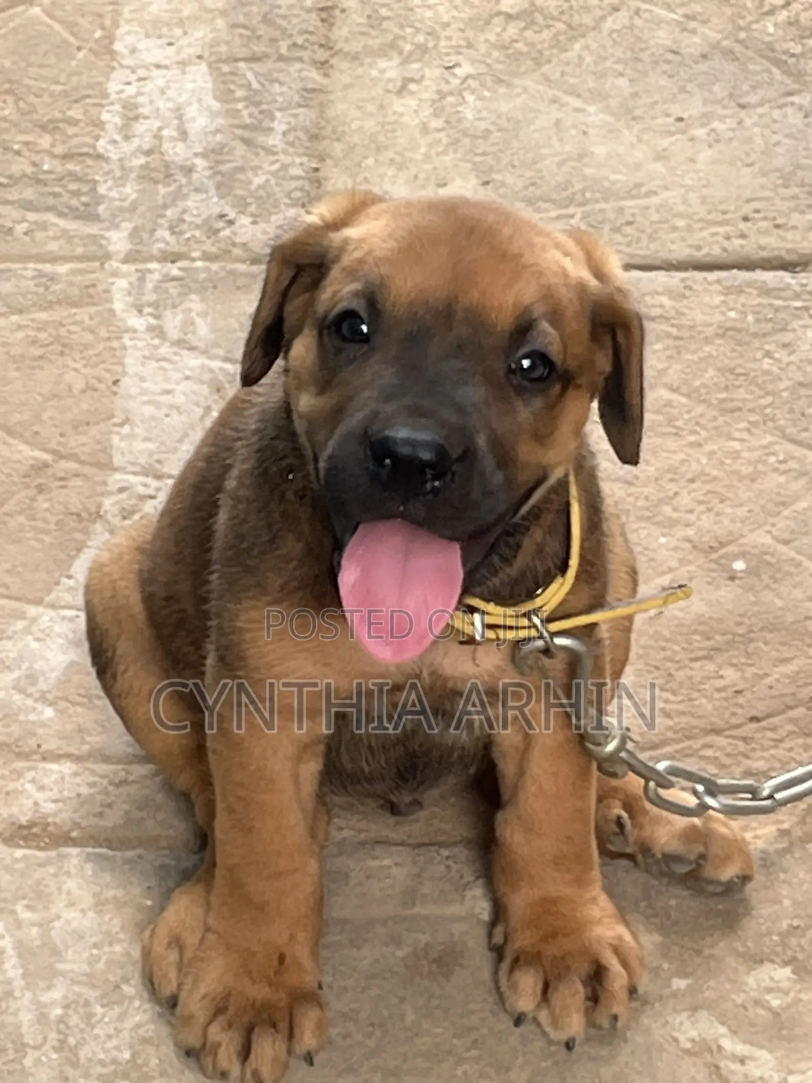 1-3 months Male Purebred Boerboel