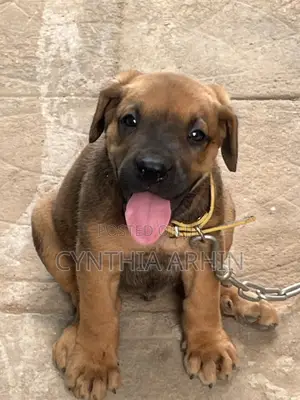1-3 months Male Purebred Boerboel