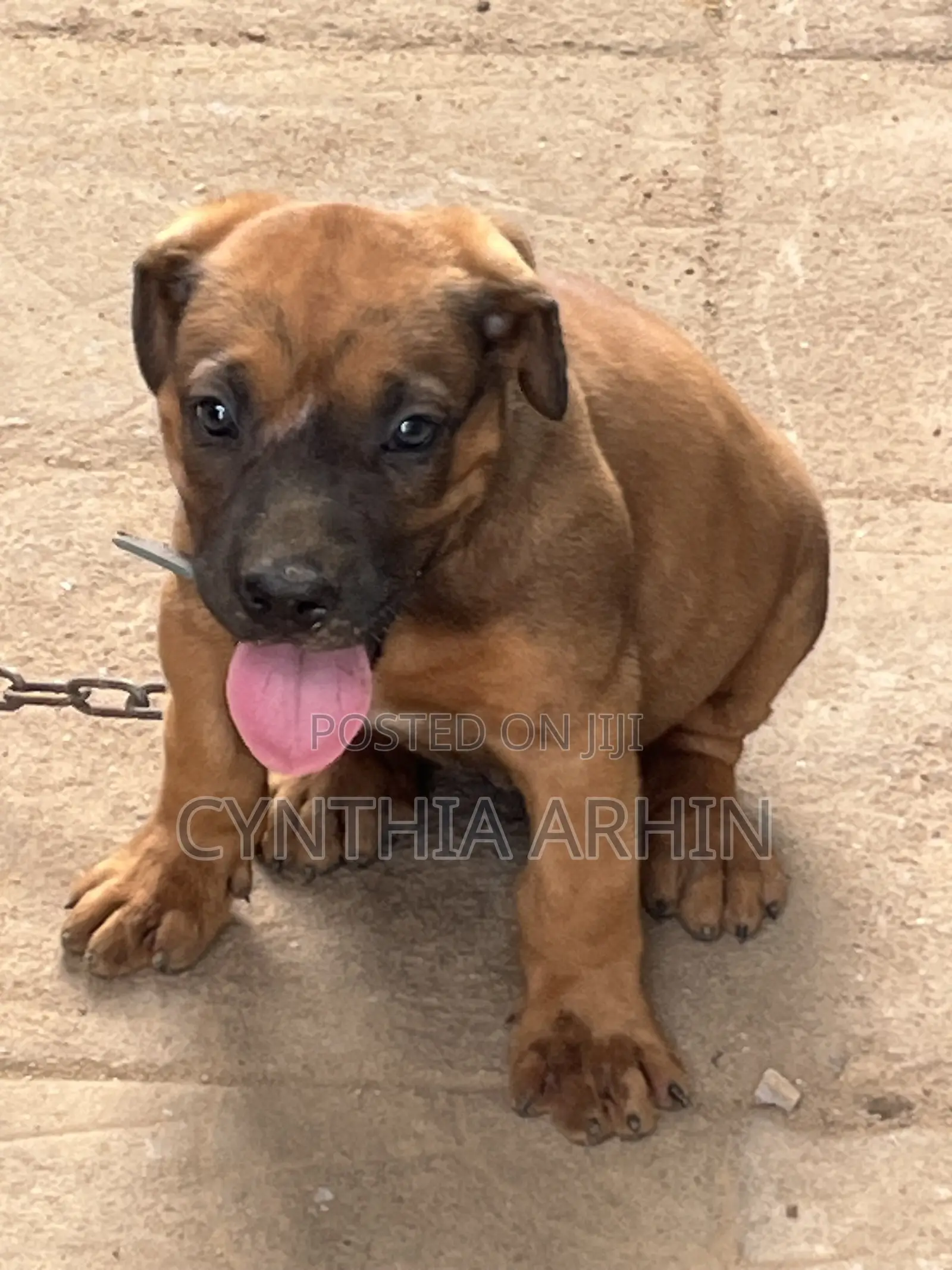 1-3 months Male Purebred Boerboel