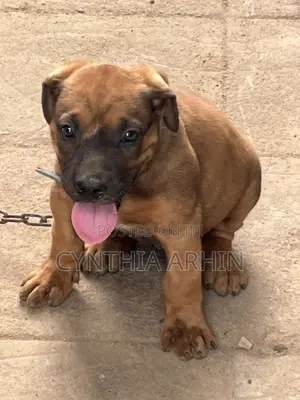 1-3 months Male Purebred Boerboel