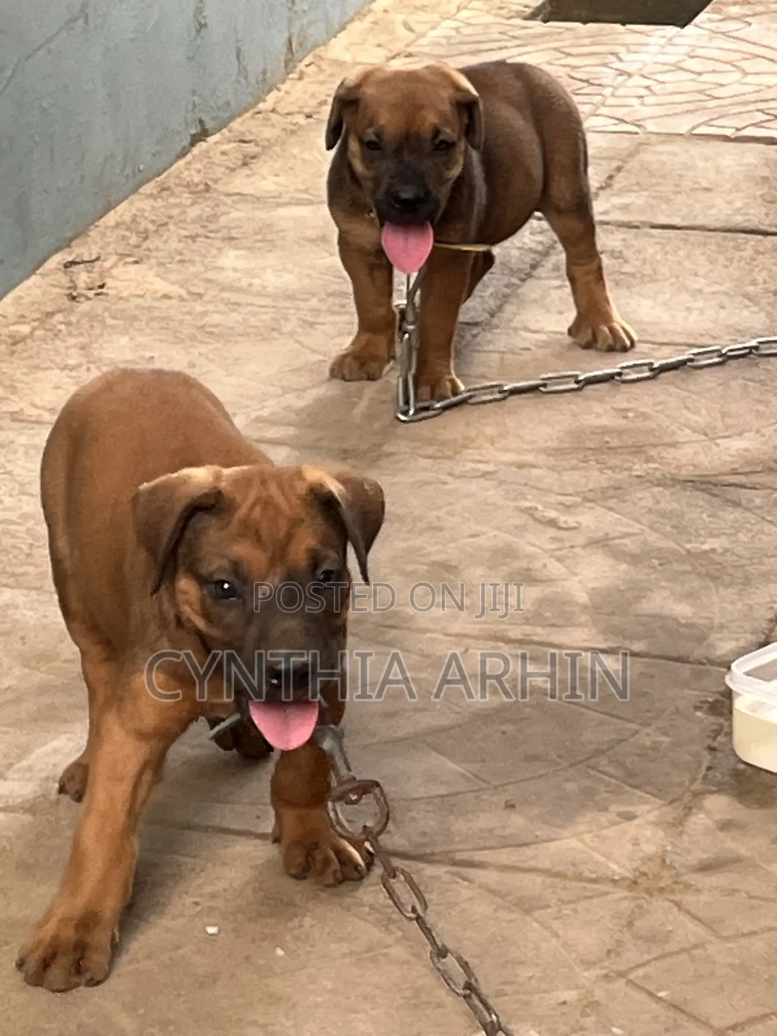 1-3 months Male Purebred Boerboel