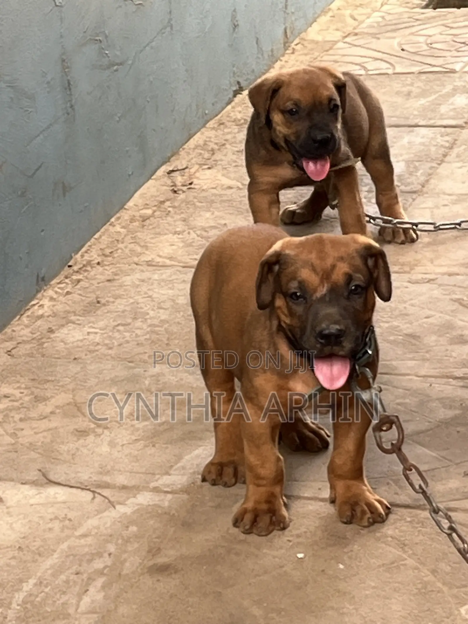 1-3 months Male Purebred Boerboel