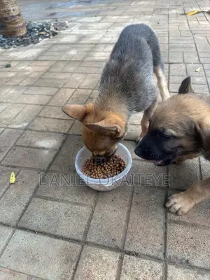 0-1 month Male Mixed Breed Dog