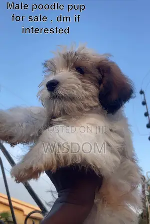 1-3 months Male Purebred Poodle