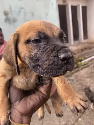 1-3 months Male Purebred Boerboel