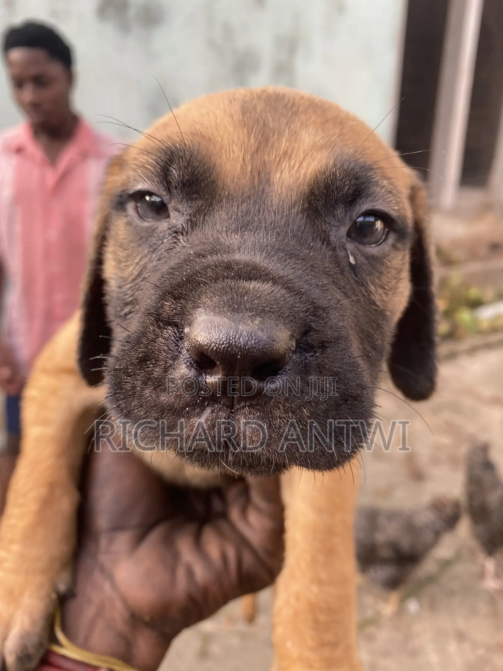 1-3 months Male Purebred Boerboel