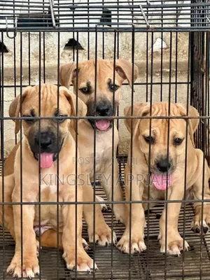 1-3 months Female Purebred Boerboel