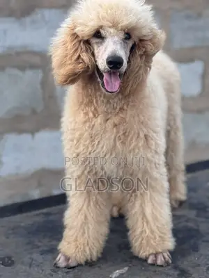 3-6 months Male Purebred Poodle