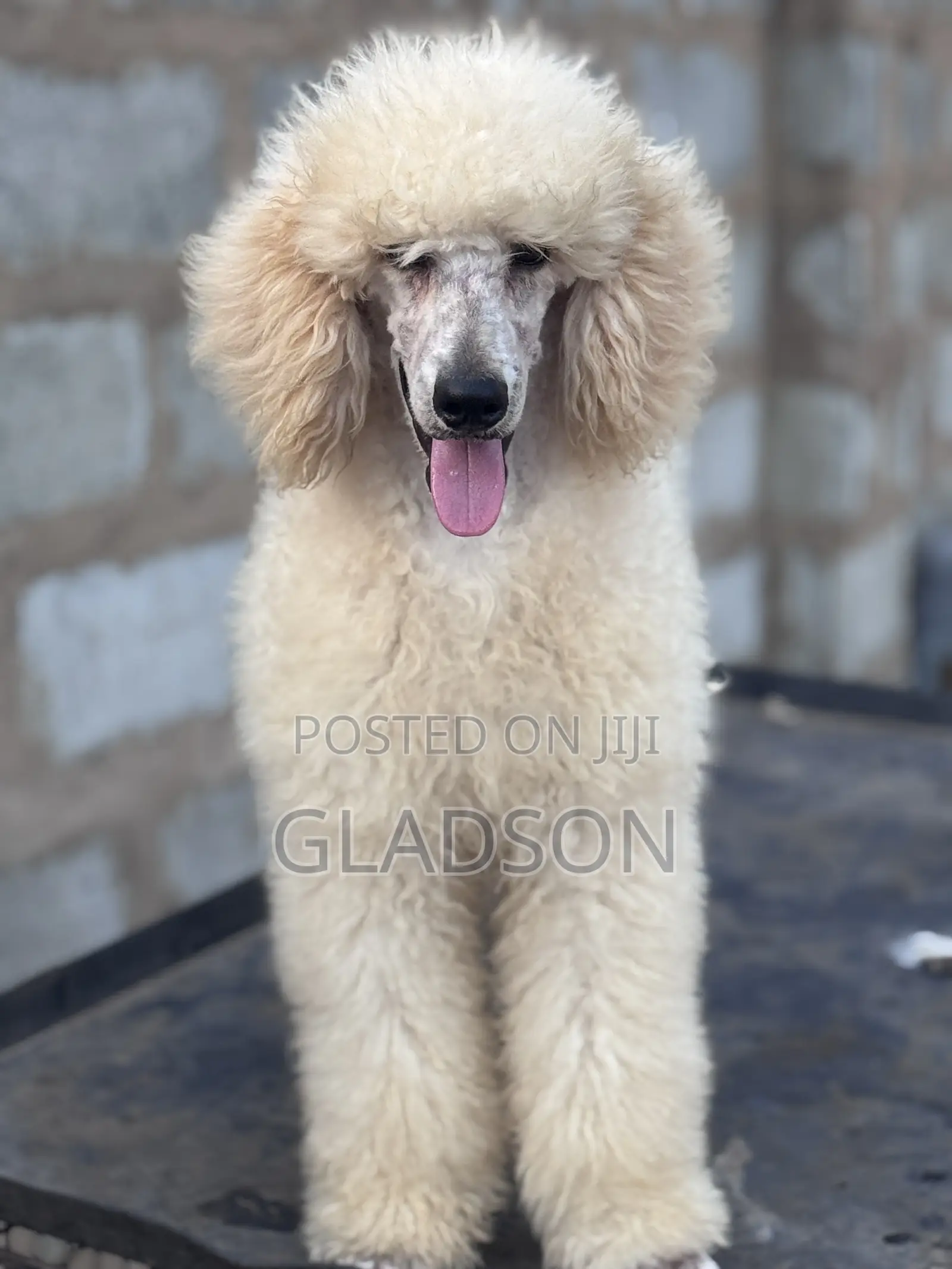 3-6 months Male Purebred Poodle