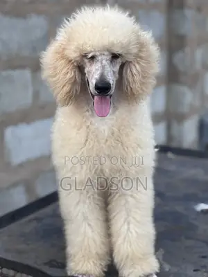 3-6 months Male Purebred Poodle