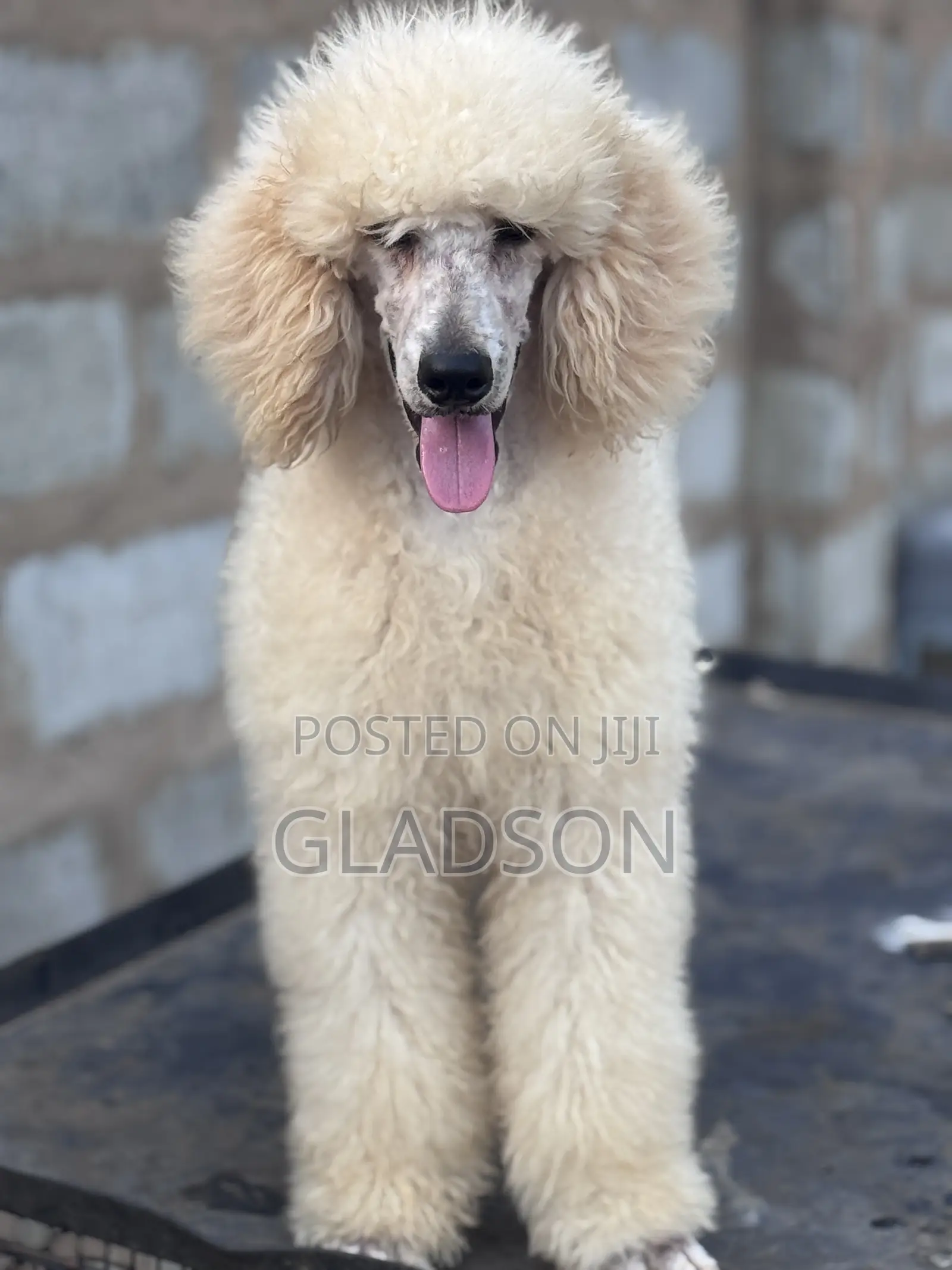 3-6 months Male Purebred Poodle