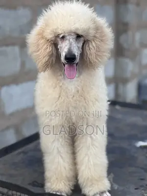 3-6 months Male Purebred Poodle