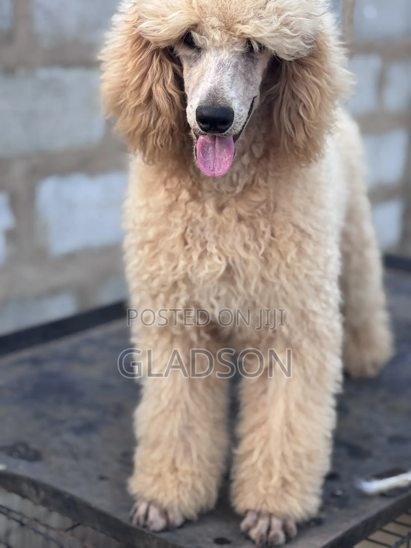3-6 months Male Purebred Poodle