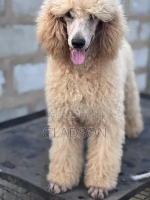 3-6 months Male Purebred Poodle