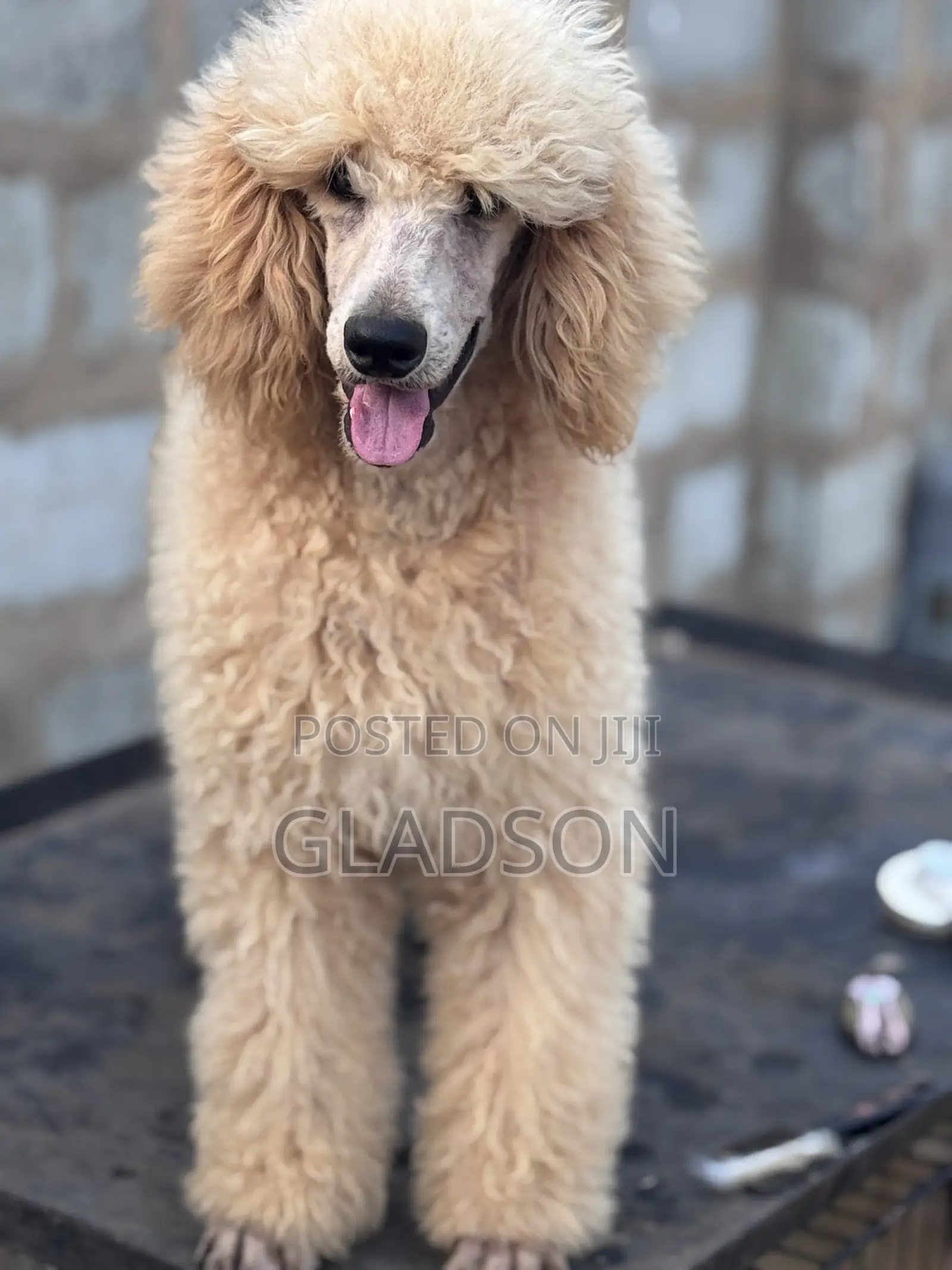 3-6 months Male Purebred Poodle