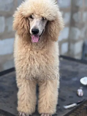 3-6 months Male Purebred Poodle