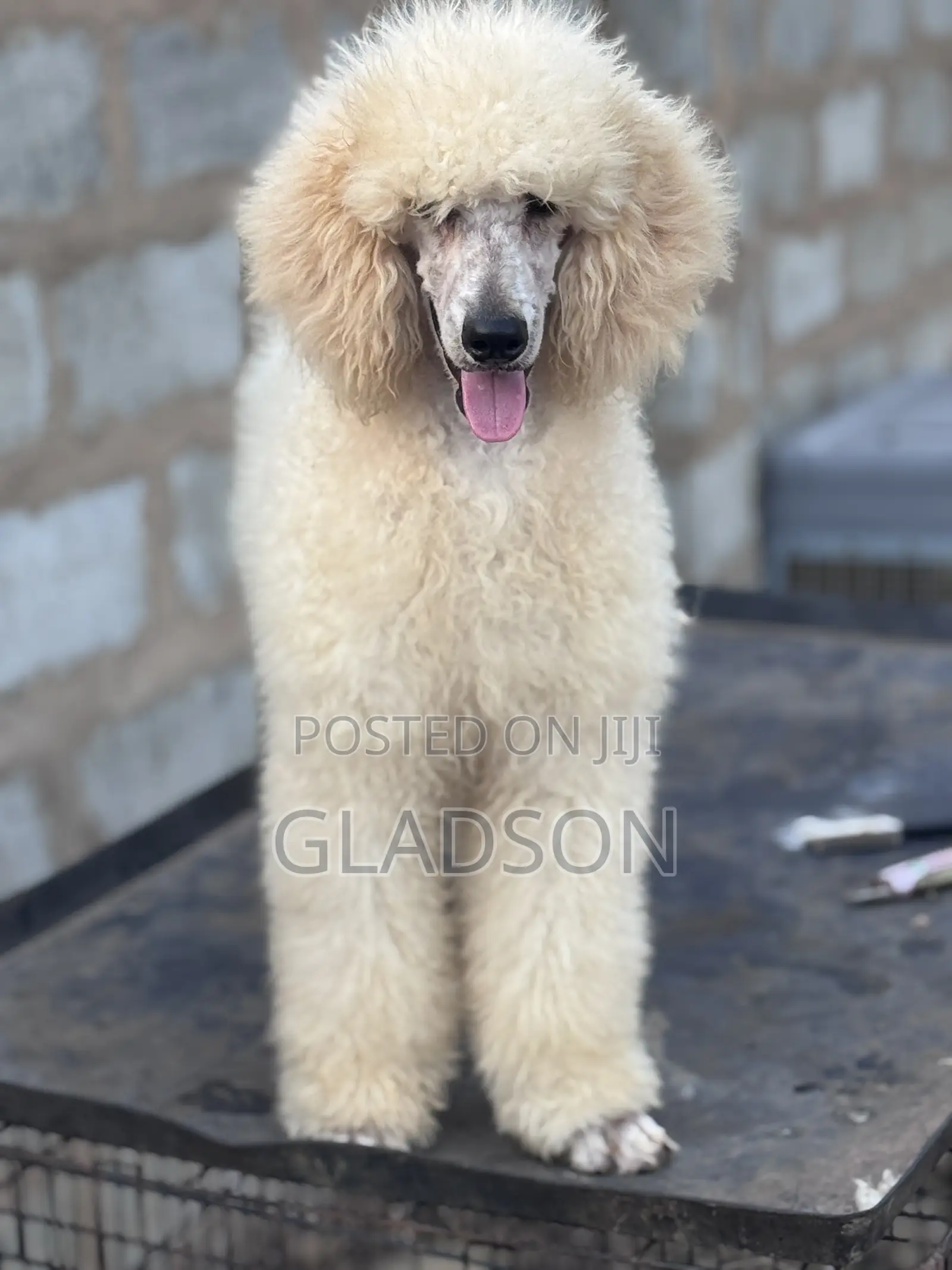 3-6 months Male Purebred Poodle