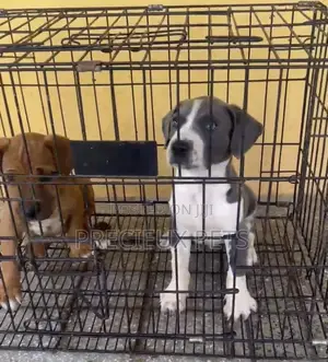 1-3 months Female Purebred American Pit Bull Terrier