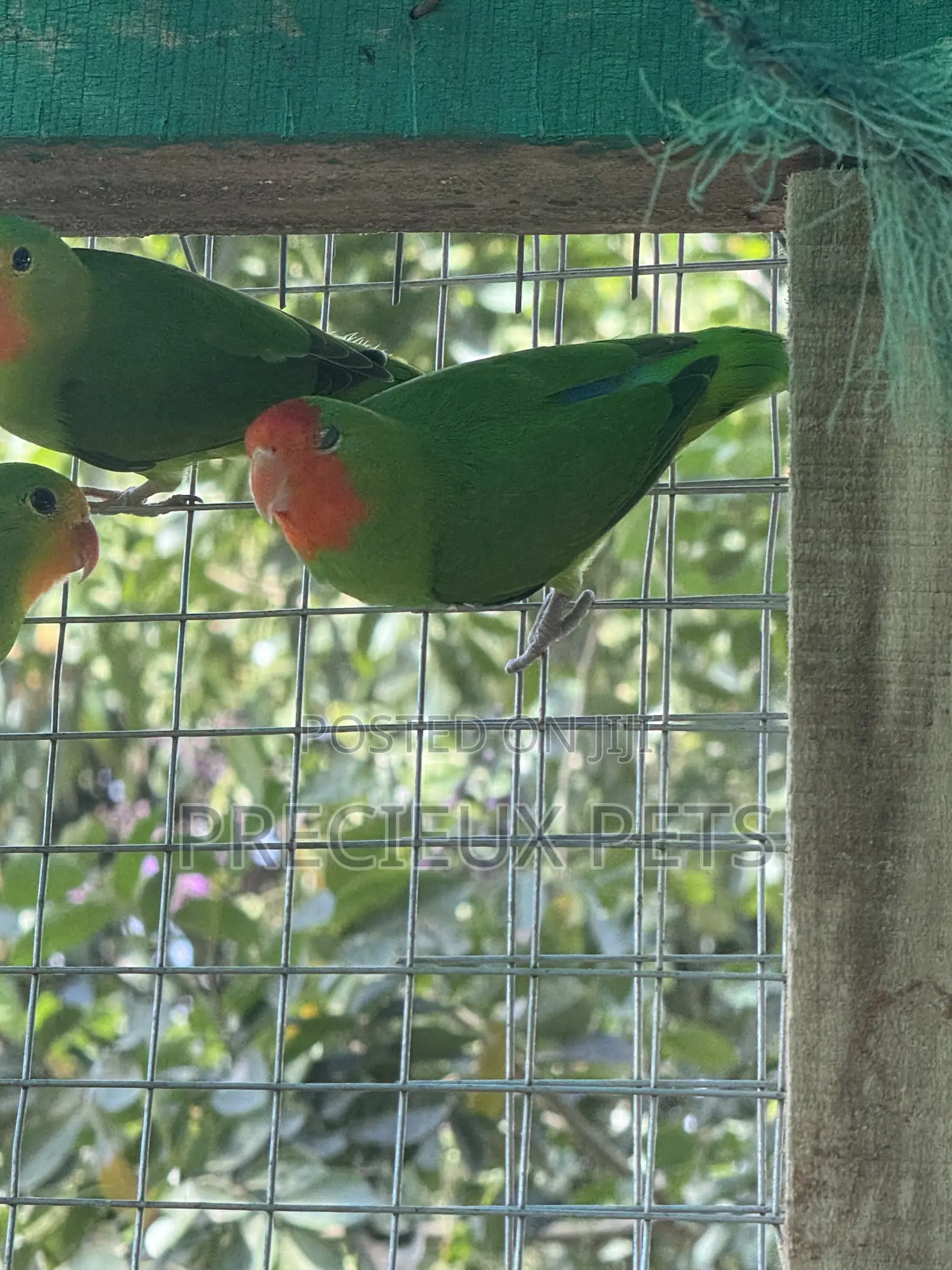 African Redheaded Lovebird