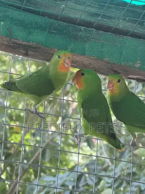 African Redheaded Lovebird