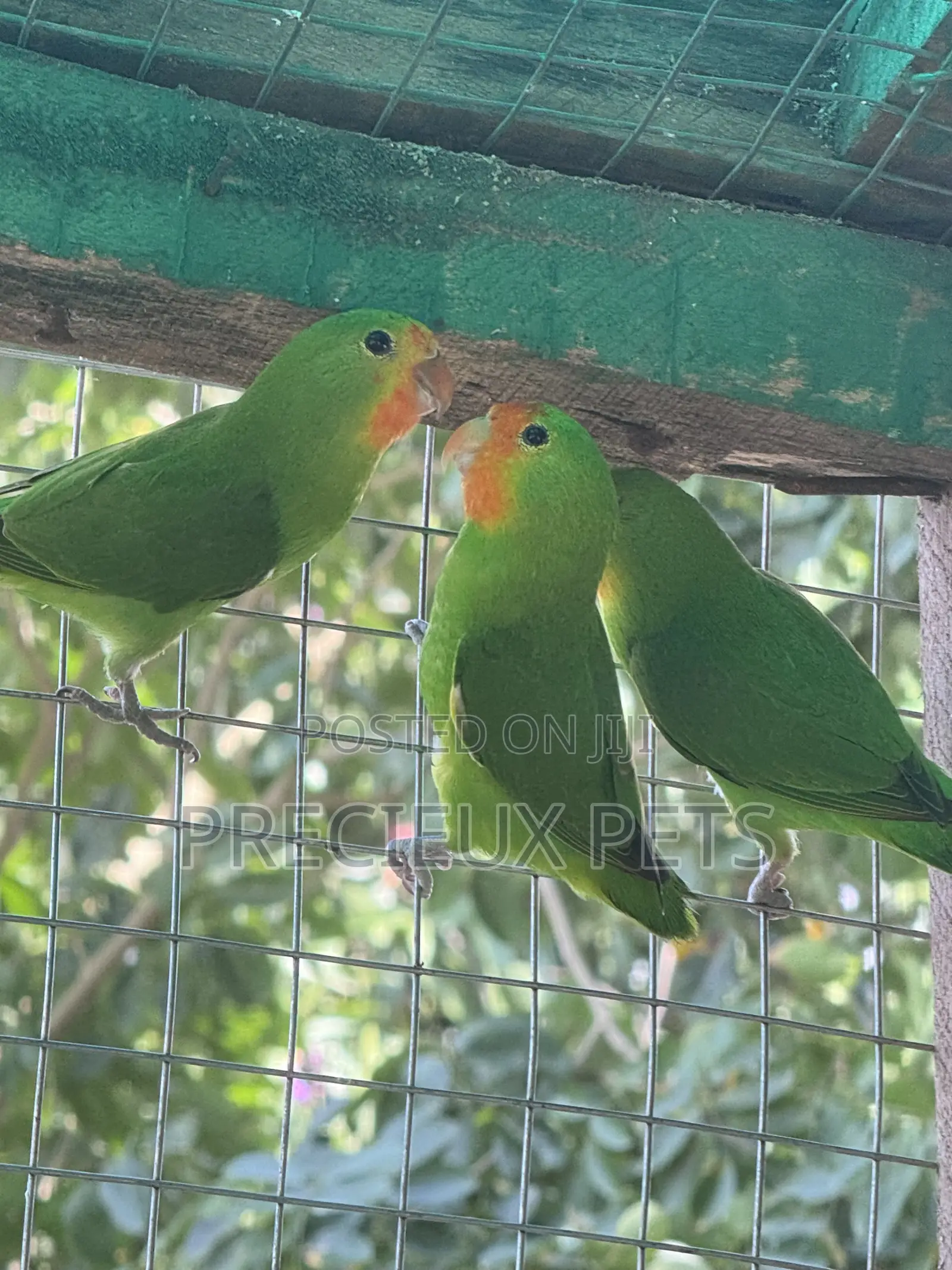 African Redheaded Lovebird
