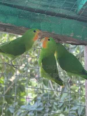African Redheaded Lovebird