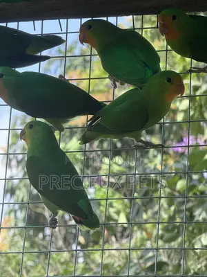 African Redheaded Lovebird