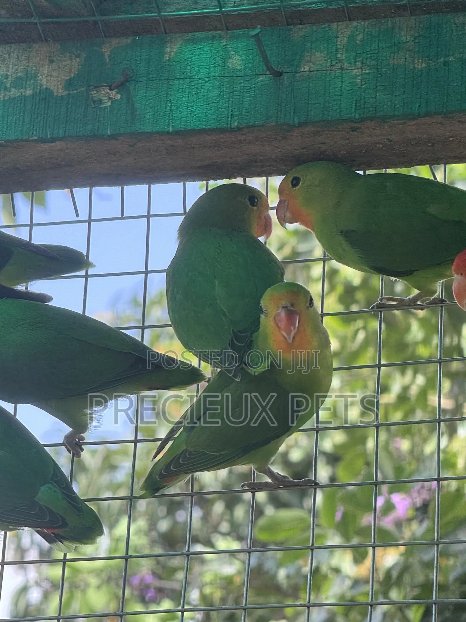 African Redheaded Lovebird