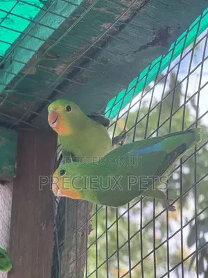 African Redheaded Lovebird