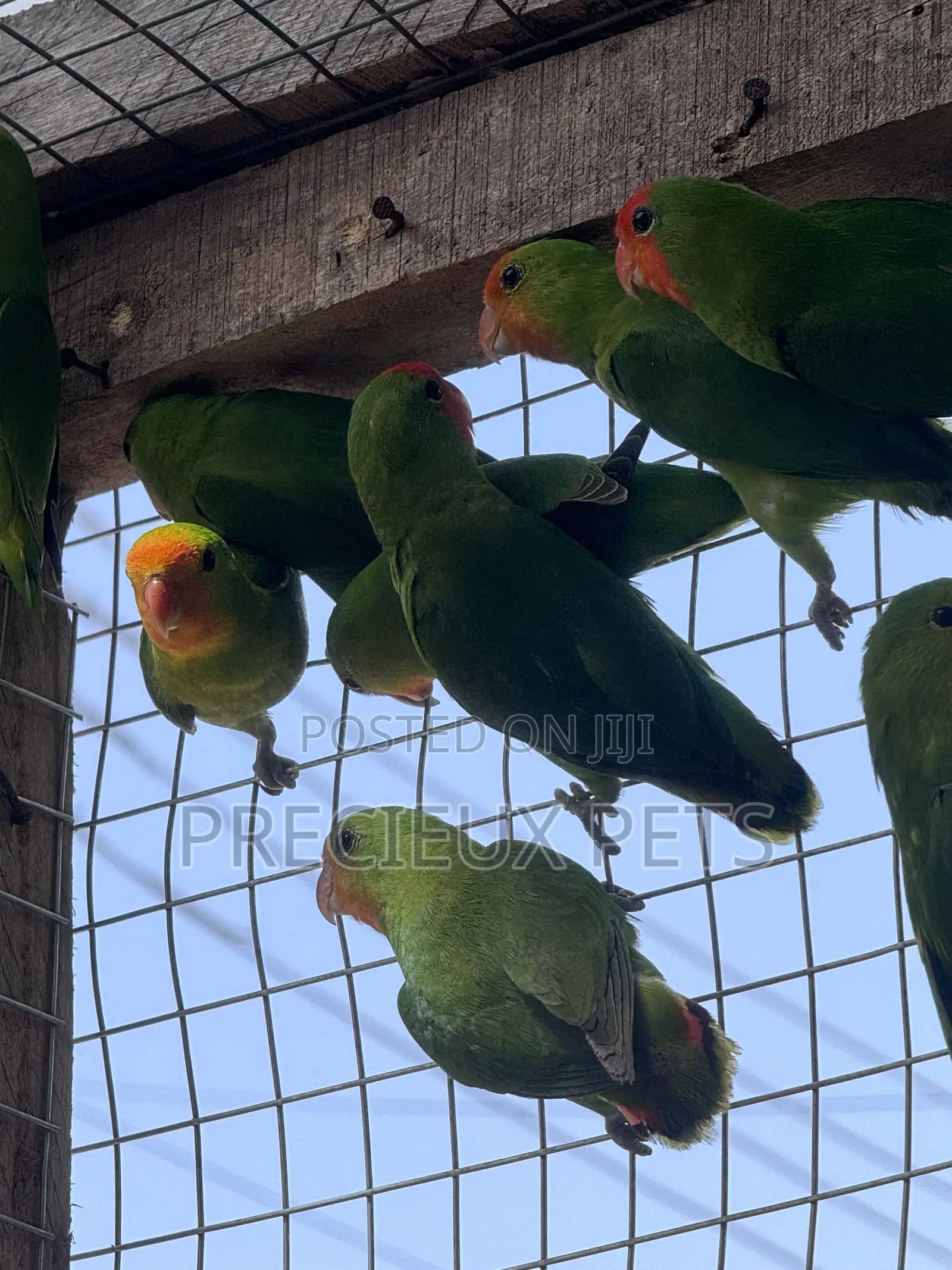 African Redheaded Lovebird