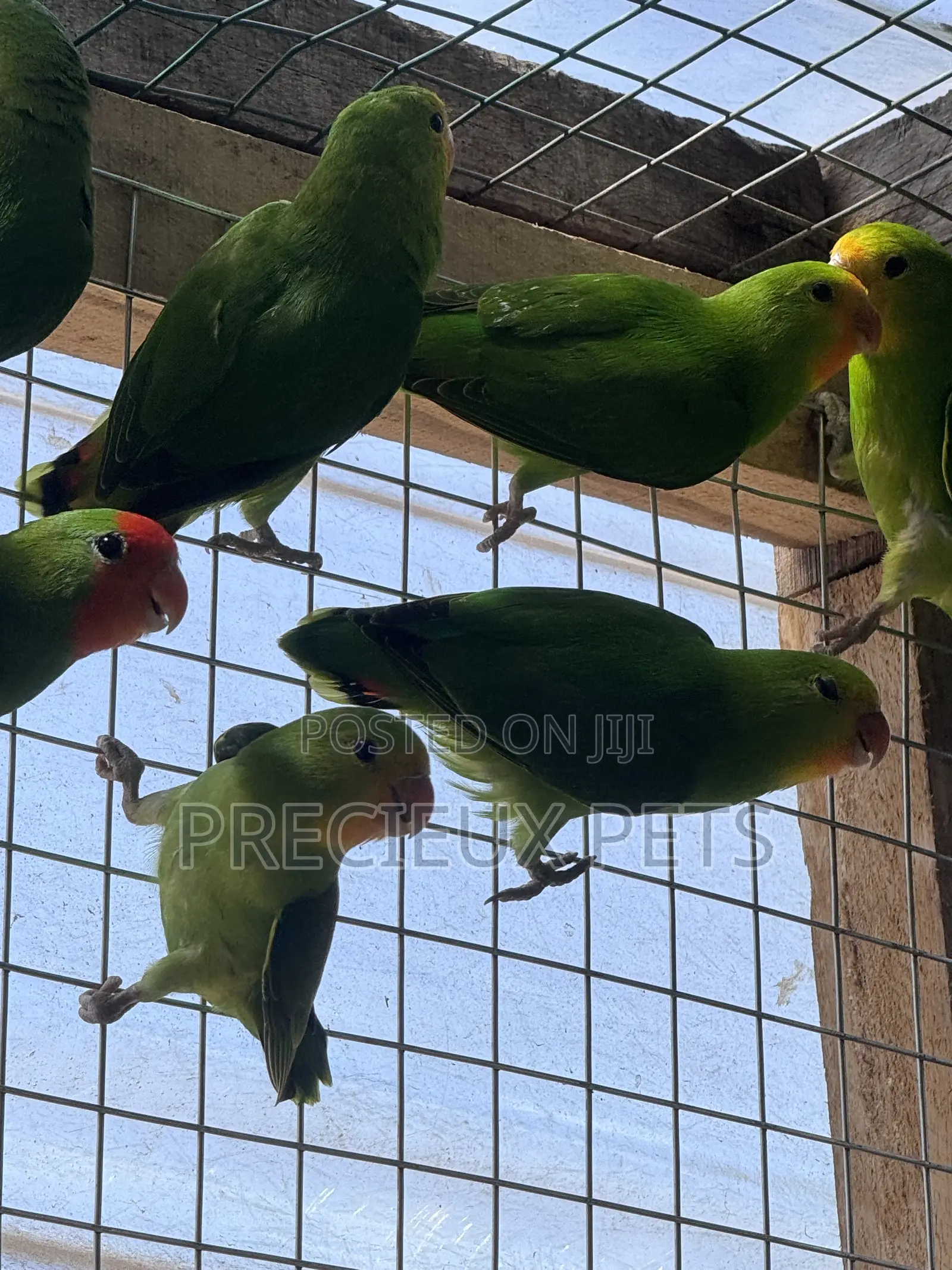 African Redheaded Lovebird