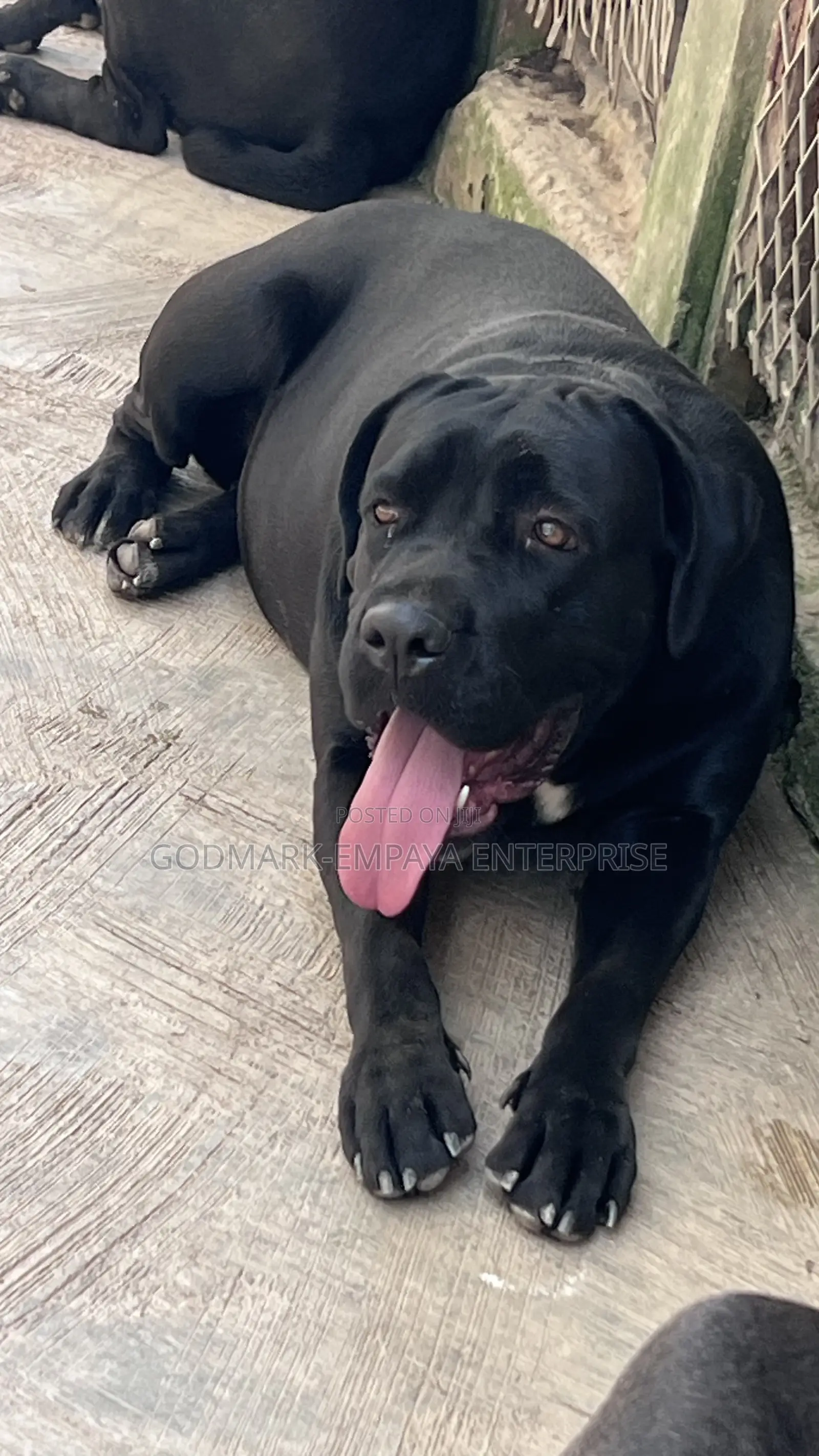 1+ year Female Purebred Cane Corso