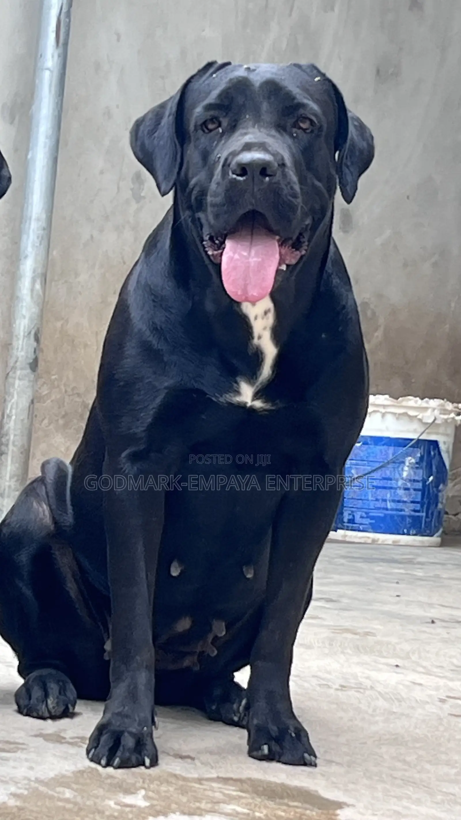 1+ year Female Purebred Cane Corso