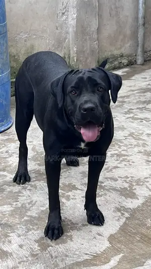1+ year Female Purebred Cane Corso