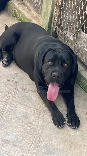 1+ year Female Purebred Cane Corso