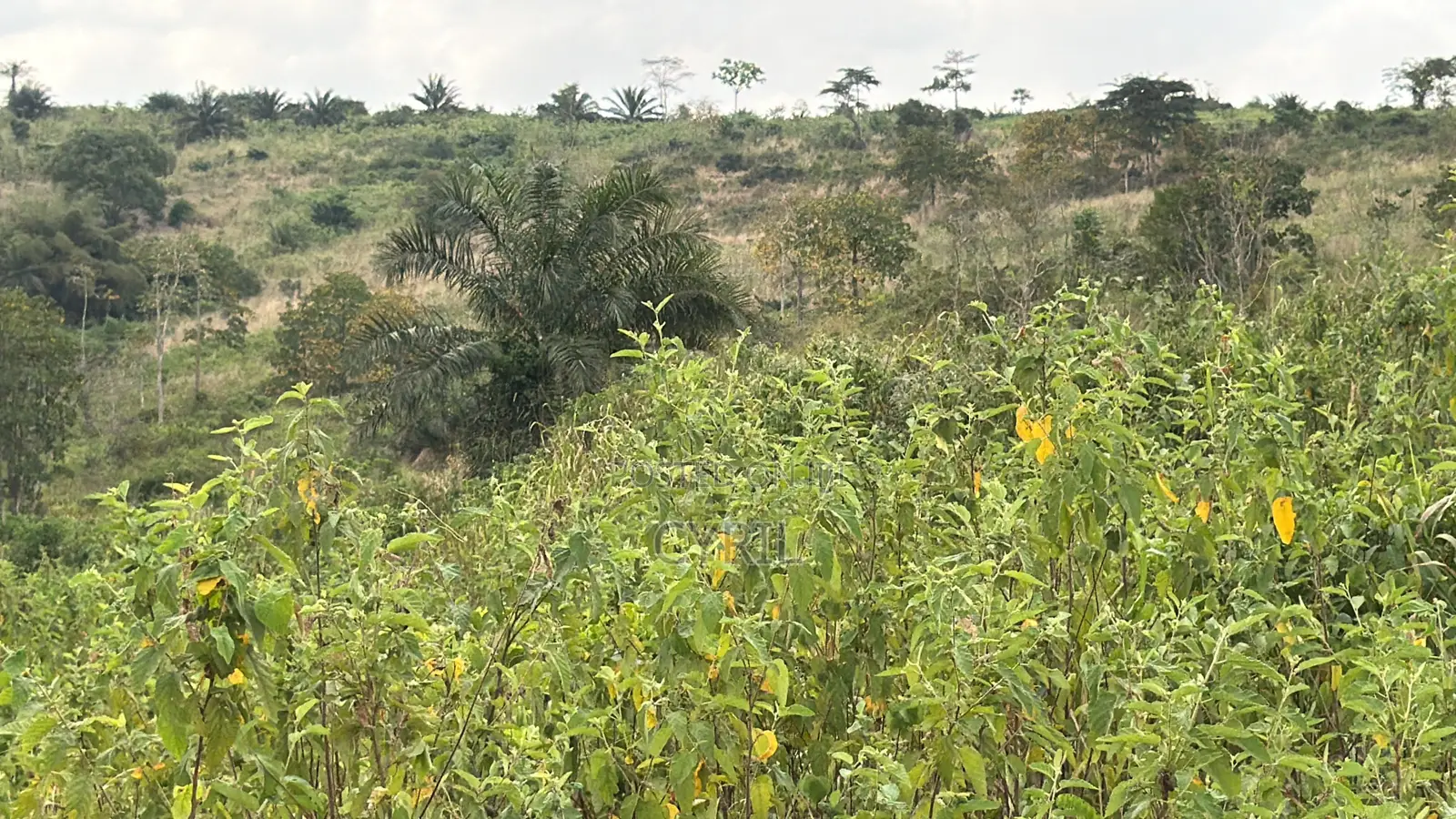 Land for Sale- Aburi, Peduase, Nkumkrom
