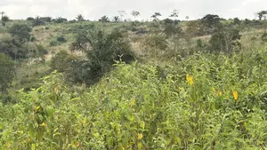 Land for Sale- Aburi, Peduase, Nkumkrom