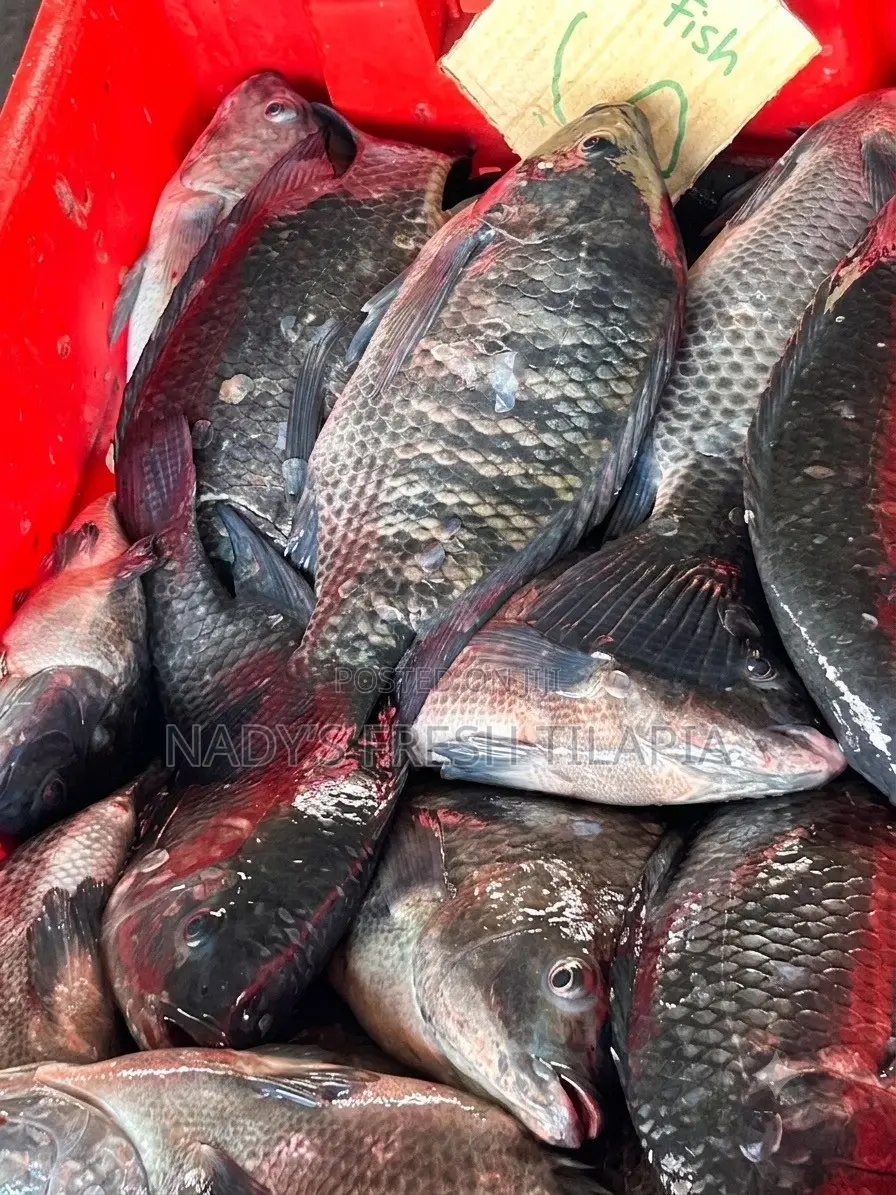 Fresh Tilapia